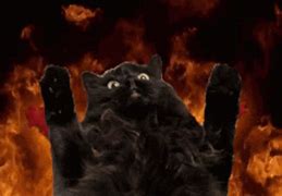 Image result for Fire Cat Meme