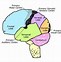 Image result for Small Human Brain