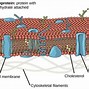 Image result for Electrochemical Potential Cross Membrane