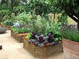 Image result for Edible Garden Chelsea Flower Show
