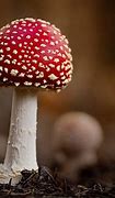 Image result for Shigga Mushroom