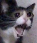 Image result for Girl Crying and Cat Meme