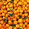 Image result for Types of Oranges
