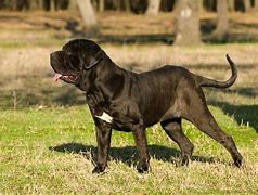 Image result for Biggest Puppies in the World