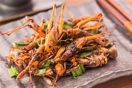 Image result for Insect Recipes