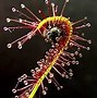 Image result for Corkscrew Plant Carnivorous