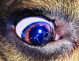 Image result for Dog Human Eyes