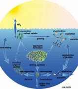 Image result for Ocean Life Cycle