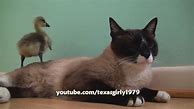 Image result for Canada Goose Cat
