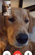 Image result for Animals On FaceTime