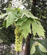 Image result for Big Leaf Maple Tree