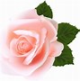 Image result for iPhone SE Rose
