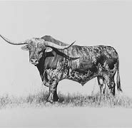 Image result for Realistic Bull Head Drawing