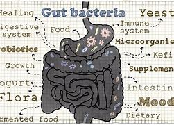 Image result for Naturopath Gut Health