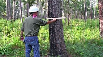 Image result for Tree Measuring Stick