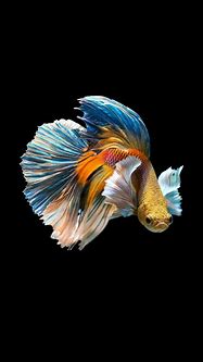 Image result for Betta Fish iPhone Wallpaper