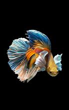 Image result for Betta Fish 4K