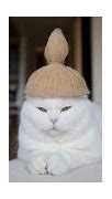 Image result for Cat with Hat and Sunglasses
