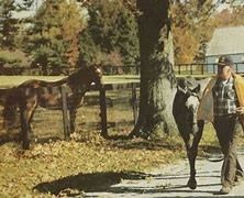 Image result for Secretariat Horse