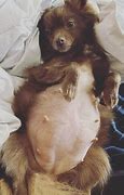 Image result for Pregnant Pomeranian