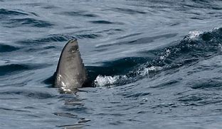 Image result for Rockaway Beach Sharks