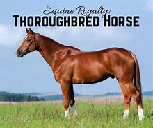 Image result for Stainless Thoroughbred Horse