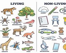 Image result for 5 Non Living Things