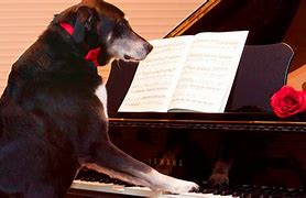 Image result for Dog Play Piano
