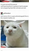 Image result for Sobbing Cat Meme