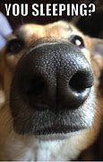 Image result for Wake Up Dog Meme