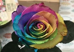 Image result for Forever Rainbow Rose