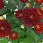 Image result for Chrysanthemum Brennpunkt (Indicum-Group)