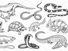 Image result for Different Types of Crocodiles in Australia