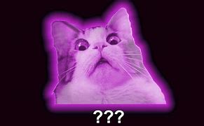 Image result for Mad Cat Meowing