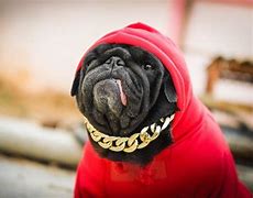 Image result for Rapper Dog