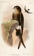 Image result for Telacanthura Apodidae