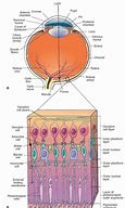 Image result for Retinal Layers and Cells