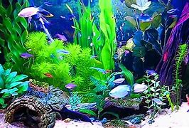 Image result for Cool Fish Tank Backgrounds