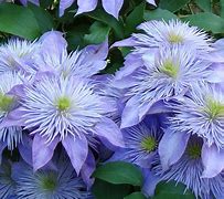 Image result for Flowering Clematis