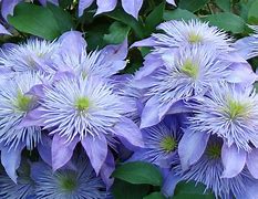 Image result for clematis 