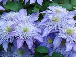 Image result for Lilac Clematis