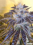 Image result for Larry OG Kush