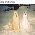 Image result for Crazy Funny Dog Memes