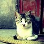 Image result for Funny Cat Desktop Wallpaper 4K
