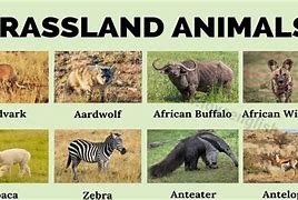 Image result for Animals Living in Grassland