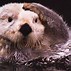 Image result for Otter Playing Phone