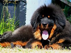 Image result for Tibetan Mastiff Biggest Dog in the World