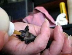 Image result for Vampire Bat Feeding