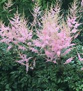 Image result for Astilbe Hennie Graafland (Simplicifolia-Group)
