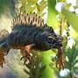 Image result for Planet Zoo Wetlands Pack